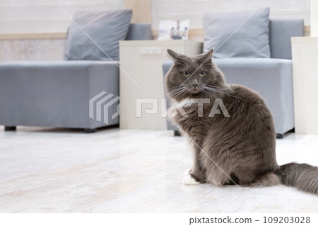 Indoor cat cat cafe image 109203028