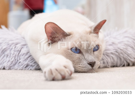 Indoor cat cat cafe image Indoor cat cat cafe image 109203033