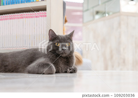 Indoor cat cat cafe image 109203036