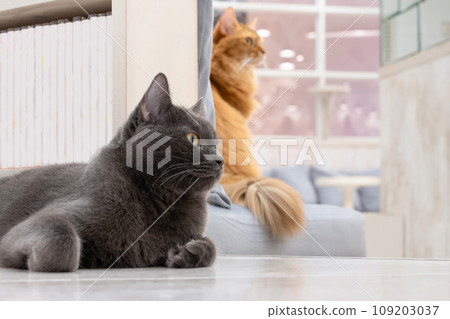 Indoor cat cat cafe image 109203037