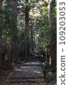 Cobblestone pavement and cedar trees of Kumano Kodo 109203053