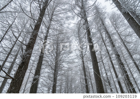 落葉鬆的萊卡 109203119