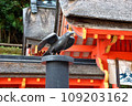 Yatagarasu at Kumano Shrine 109203162