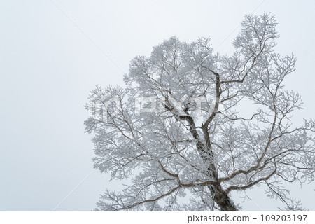 Beautiful Spray Ice 109203197