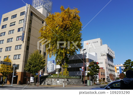 旭町的大銀杏樹是栃木縣百棵名樹之一，是名副其實的天然紀念物。 109203290