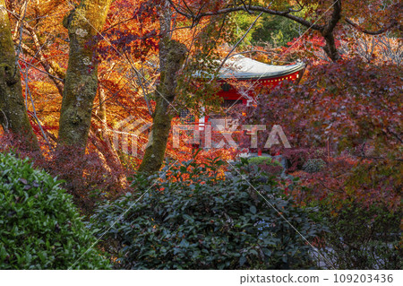 Kyoto in autumn, Daigoji Temple, Bentendo (Rinsen) covered in autumn leaves 109203436