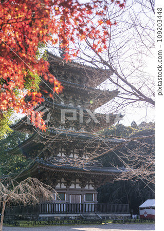 秋天的京都,醍醐寺,秋葉和五層寶塔 秋天的京都,醍醐寺,秋葉和五層寶塔 109203448