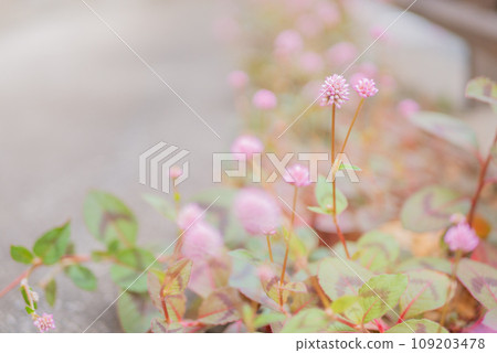 Lovely Himetsurusoba in full bloom [Autumn] 109203478