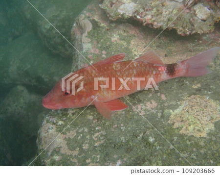 衝姬路，一種生活在海洋岩石上的紅色鹹水魚 109203666