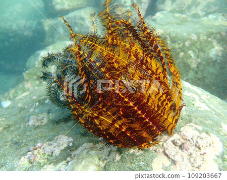 生活在岩石上並被洋流沖走的海蕨科植物。 109203667