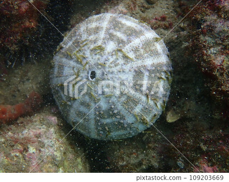 Rapauni 貝殼掉落在岩石之間的縫隙中 109203669