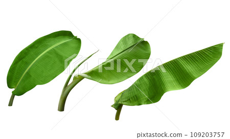 Set of green banana leaves 109203757