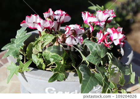 bicolor mini cyclamen bicolor mini cyclamen 109204026