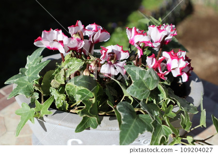 bicolor mini cyclamen bicolor mini cyclamen 109204027