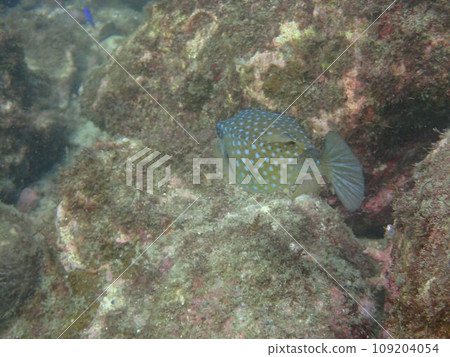 Boxfish swimming on the rocks in the sea 109204054