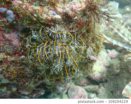 A family of sea ferns that stays on rocks 109204229