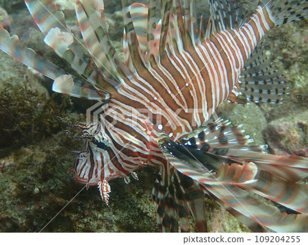 Close-up of a lionfish swimming in the sea 109204255