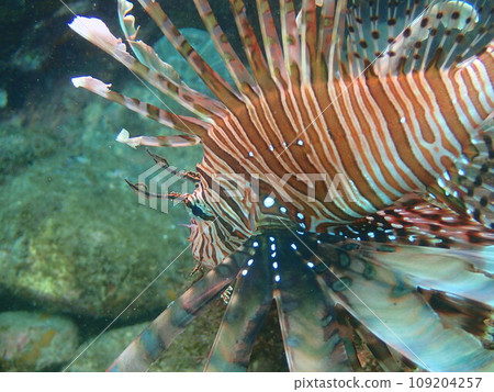 獅子魚在海中游泳的特寫 獅子魚在海中游泳的特寫 109204257