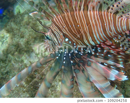 獅子魚在海中游泳的特寫 獅子魚在海中游泳的特寫 109204258