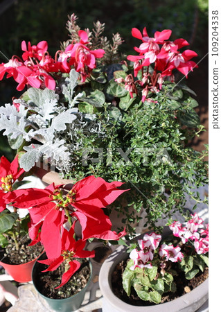 花園仙客來、一品紅組種植及盆栽 花園仙客來、一品紅組種植及盆栽 109204338