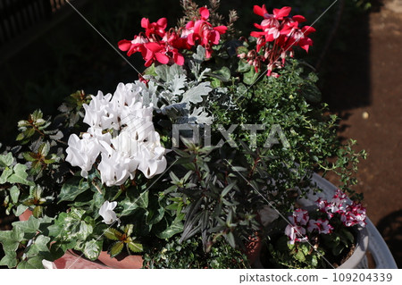 花園仙客來的種植和盆栽 花園仙客來的種植和盆栽 109204339