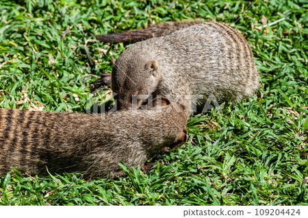 Banded Mongoose -Mungos mungo- being caring an playful Banded Mongoose -Mungos mungo- being caring an playful 109204424