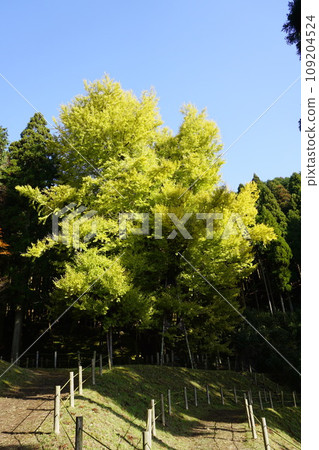 A large ginkgo tree at Bodaiji, a temple of the Jodo sect in Nagi-cho, Katsuta-gun, Okayama Prefecture. A large ginkgo tree at Bodaiji, a temple of the Jodo sect in Nagi-cho, Katsuta-gun, Okayama Prefecture. 109204524