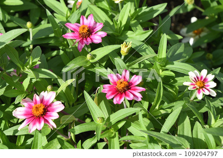 膜翅目(穀物草) 膜翅目(穀物草) 109204797