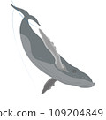 Big blue baleen whale swimming through the sea 109204849
