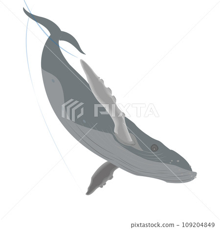 Big blue baleen whale swimming through the sea 109204849