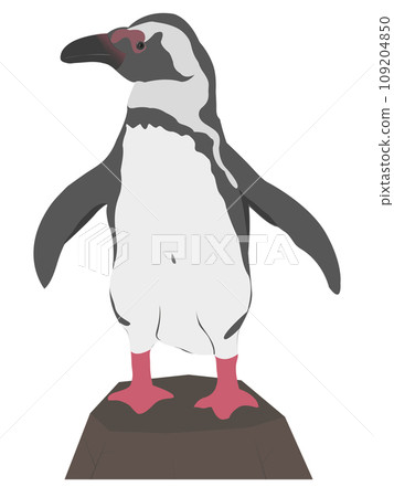 African penguin Magellanic Humboldt Galapagos. African penguin Magellanic Humboldt Galapagos. 109204850