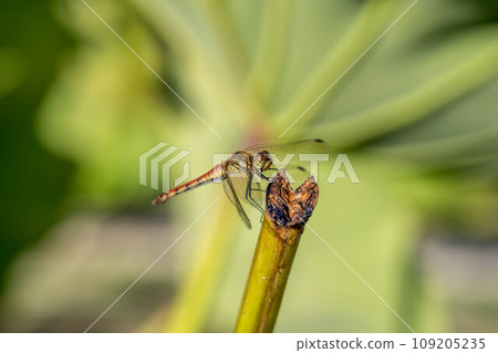 Red dragonfly ~Aki Akane~ 109205235