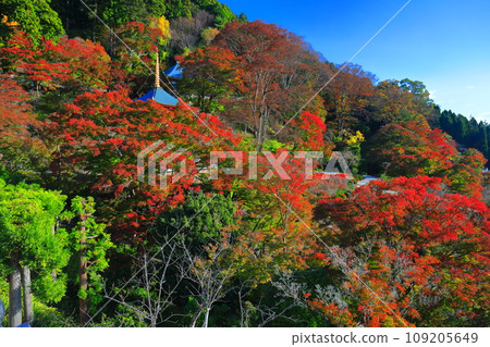 [Osaka Prefecture] Tahoto Pagoda and autumn leaves at Katsuoji Temple on a clear day 109205649