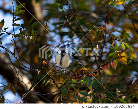 Great tit perched on a tree branch Great tit perched on a tree branch 109205684