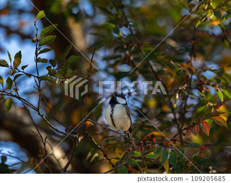 Great tit perched on a tree branch 109205685