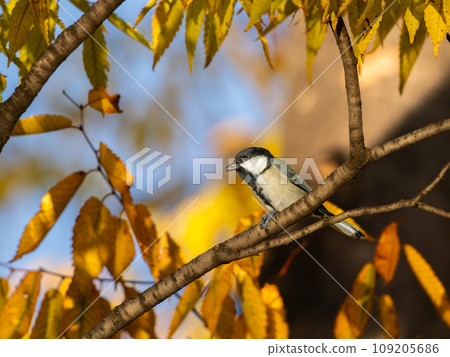 Great tit perched on a tree branch Great tit perched on a tree branch 109205686