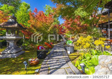 Kyoto in autumn, Bishamondo Shorinji Temple, beautiful autumn leaves on the grounds 109205717