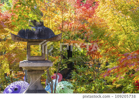 秋天的京都,Bishamondo Shorinji Temple,地面上美麗的秋葉 秋天的京都,Bishamondo Shorinji Temple,地面上美麗的秋葉 109205738