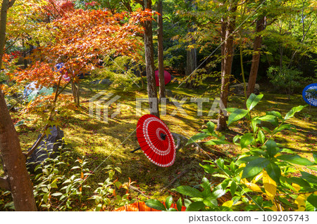 秋天的京都，Bishamondo Shorinji Temple，地面上美麗的秋葉 109205743