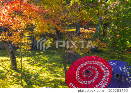 秋天的京都，Bishamondo Shorinji Temple，地面上美麗的秋葉 109205763