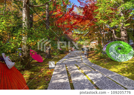 秋天的京都，Bishamondo Shorinji Temple，地面上美麗的秋葉 109205776