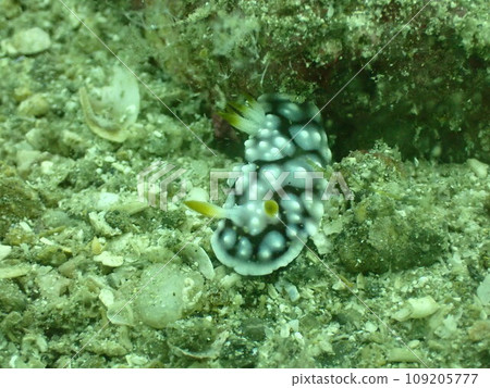 一隻海蛞蝓在海底爬行的特寫 109205777