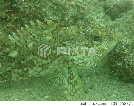 海中石斑魚的臉部特寫 海中石斑魚的臉部特寫 109205827