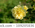 Tours-Lautrec roses 109205836