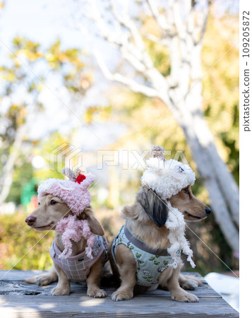 A dachshund takes a walk in the park wearing a zodiac headgear 109205872