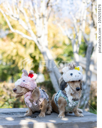 一隻臘腸犬戴著十二生肖頭飾在公園散步 109205876