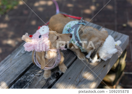 A dachshund takes a walk in the park wearing a zodiac headgear A dachshund takes a walk in the park wearing a zodiac headgear 109205878