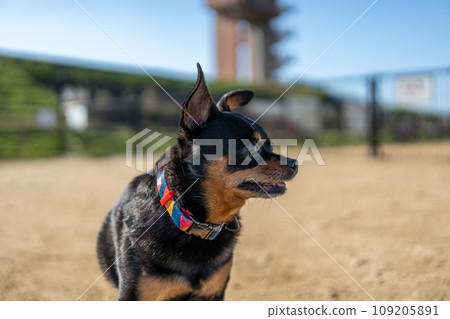 Dog at dog run (Chihuahua mini pin) Dog at dog run (Chihuahua mini pin) 109205891