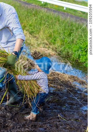 Parent and child experiencing rice harvesting 109205994