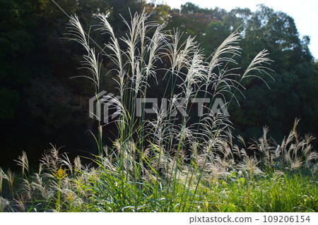 Ears of a Japanese cedar 109206154